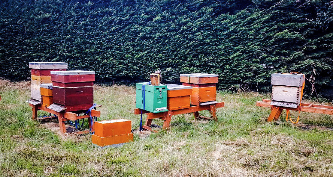 Beekeeping in Ireland. The story behind Finbarr’s special hives