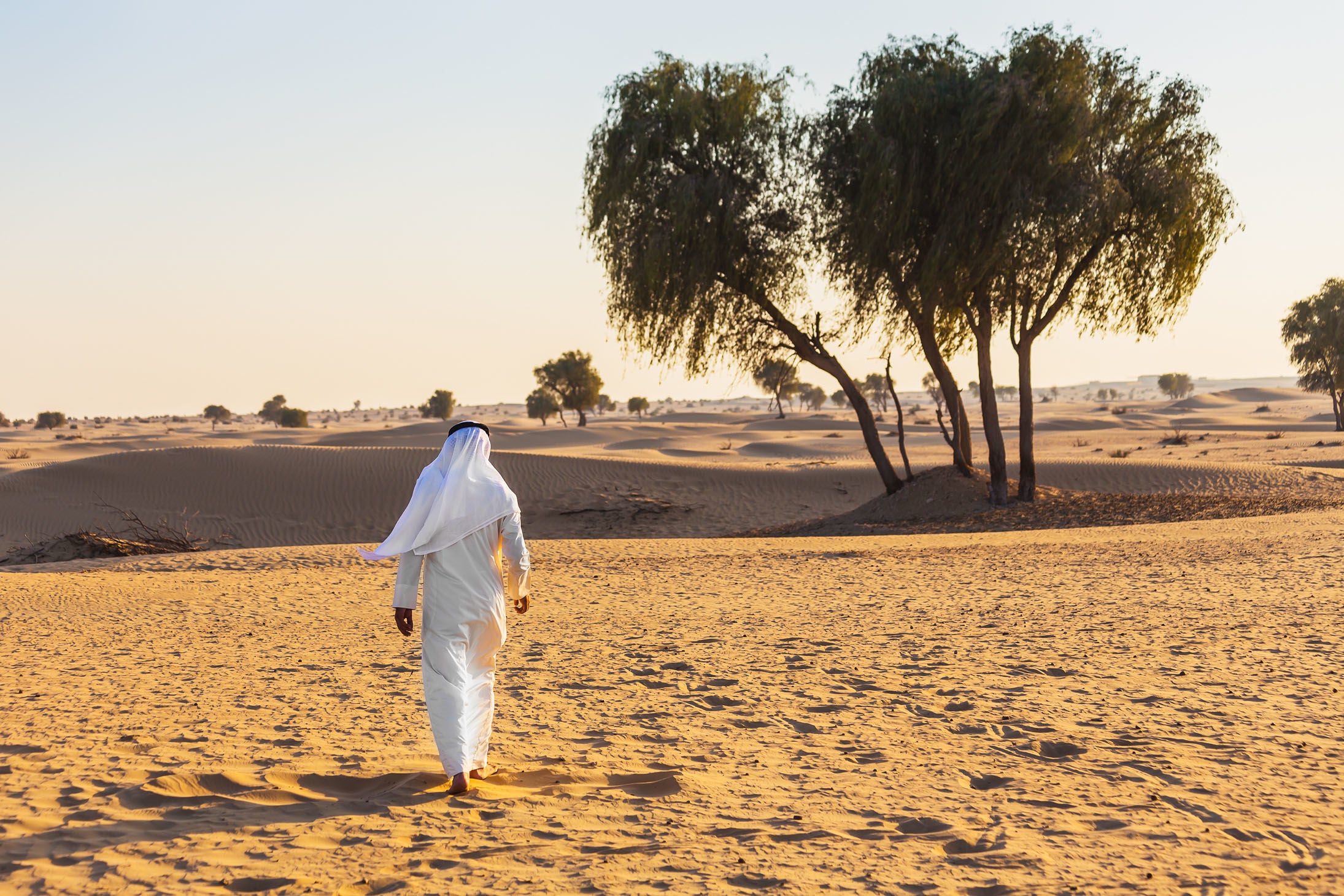 National Tree In Qatar The story of the precious Sidr tree – Balqees.co.uk